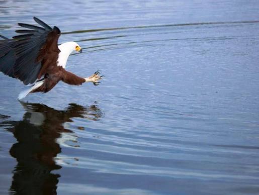Bird watching around Kariba