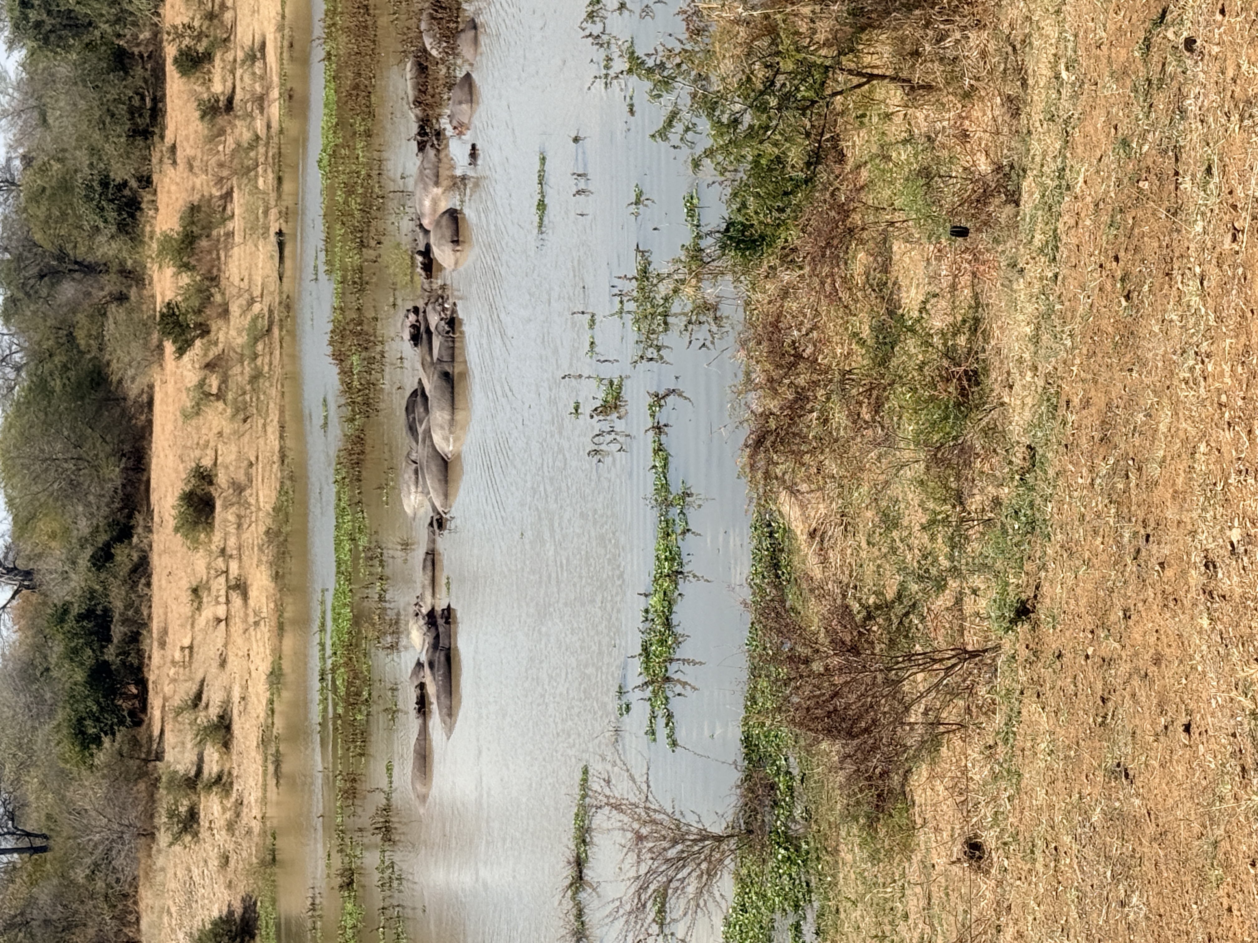Wildlife near Lake Kariba